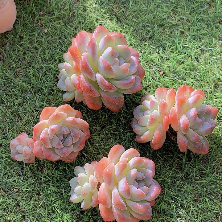 一物一拍，双头老庄冰玉4颗