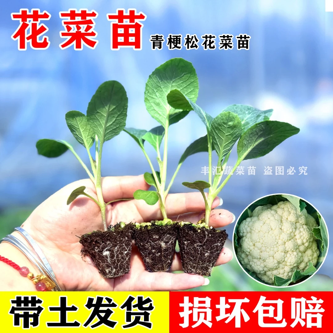 花菜秧苗种子青梗松花椰菜黄心白花菜芹菜乌塌牛心甘蓝包秋冬菜苗