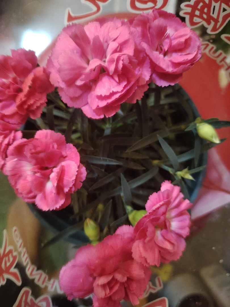 康乃馨盆栽四季开花室内阳台绿植好养活花卉