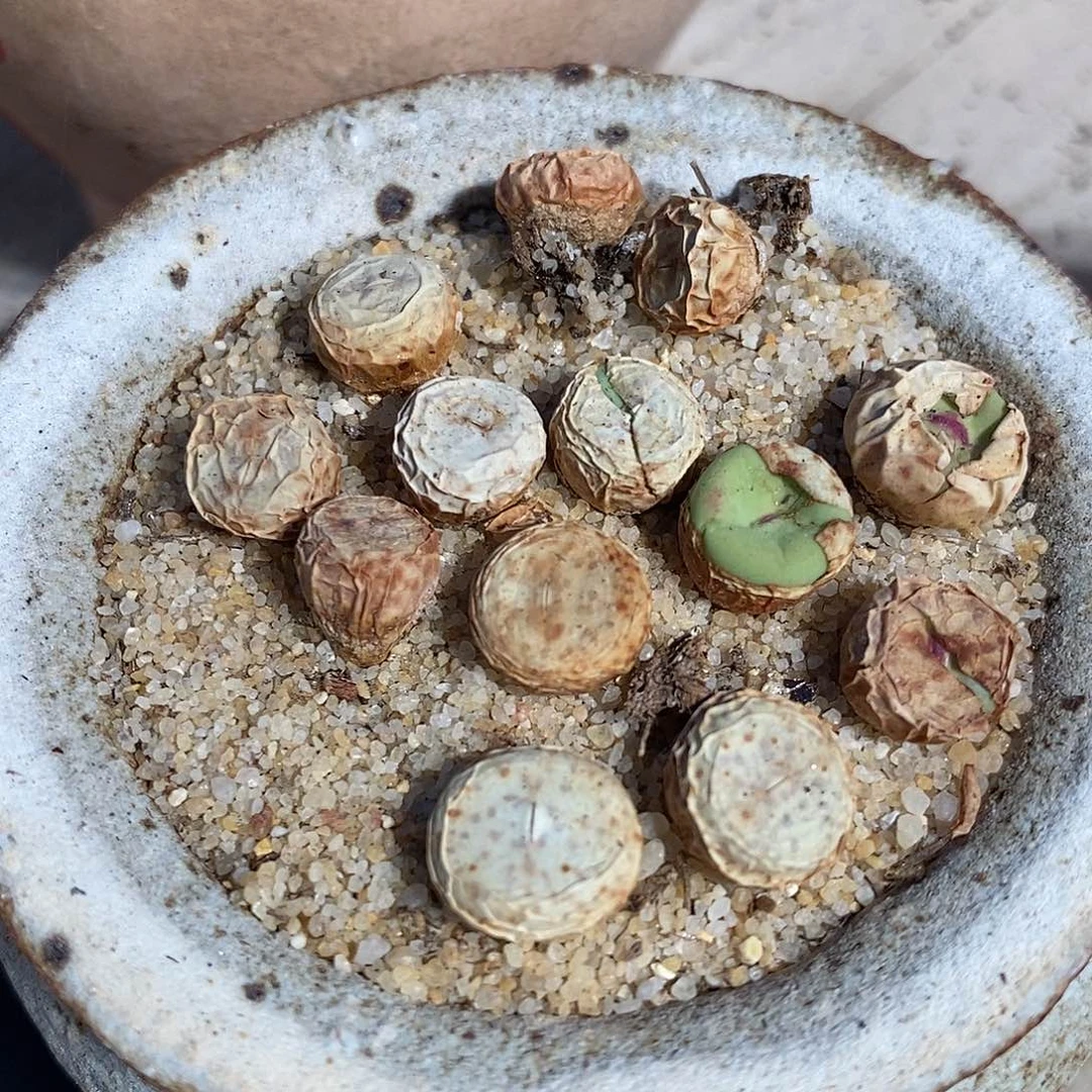 se小红嘴一颗。