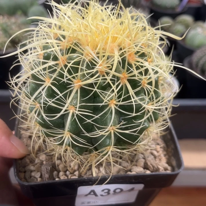 394实生卷刺金虎一物一拍