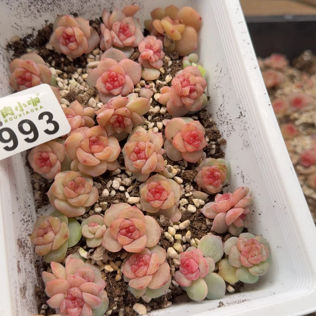 暖****多肉植物多肉植物