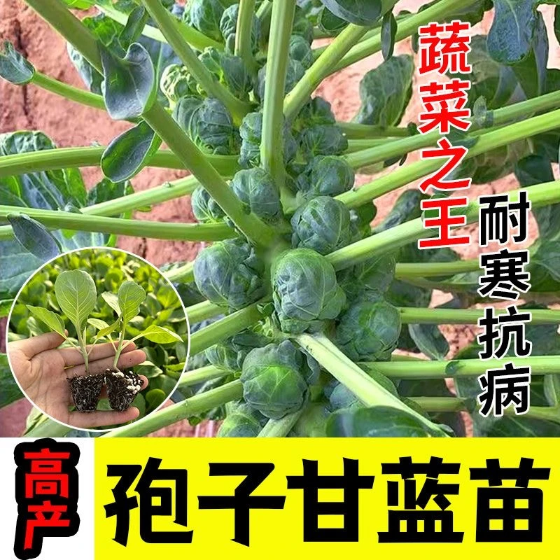 寿光耐寒迷你孢子甘蓝苗秧四季高产抱子甘蓝小包心菜种子带土球籽