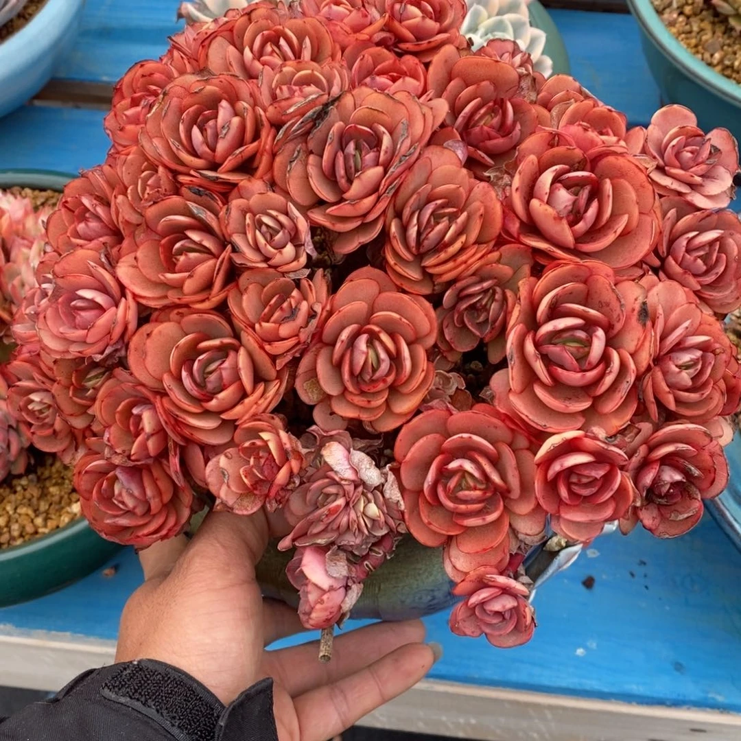 寄养多肉植物一物一拍