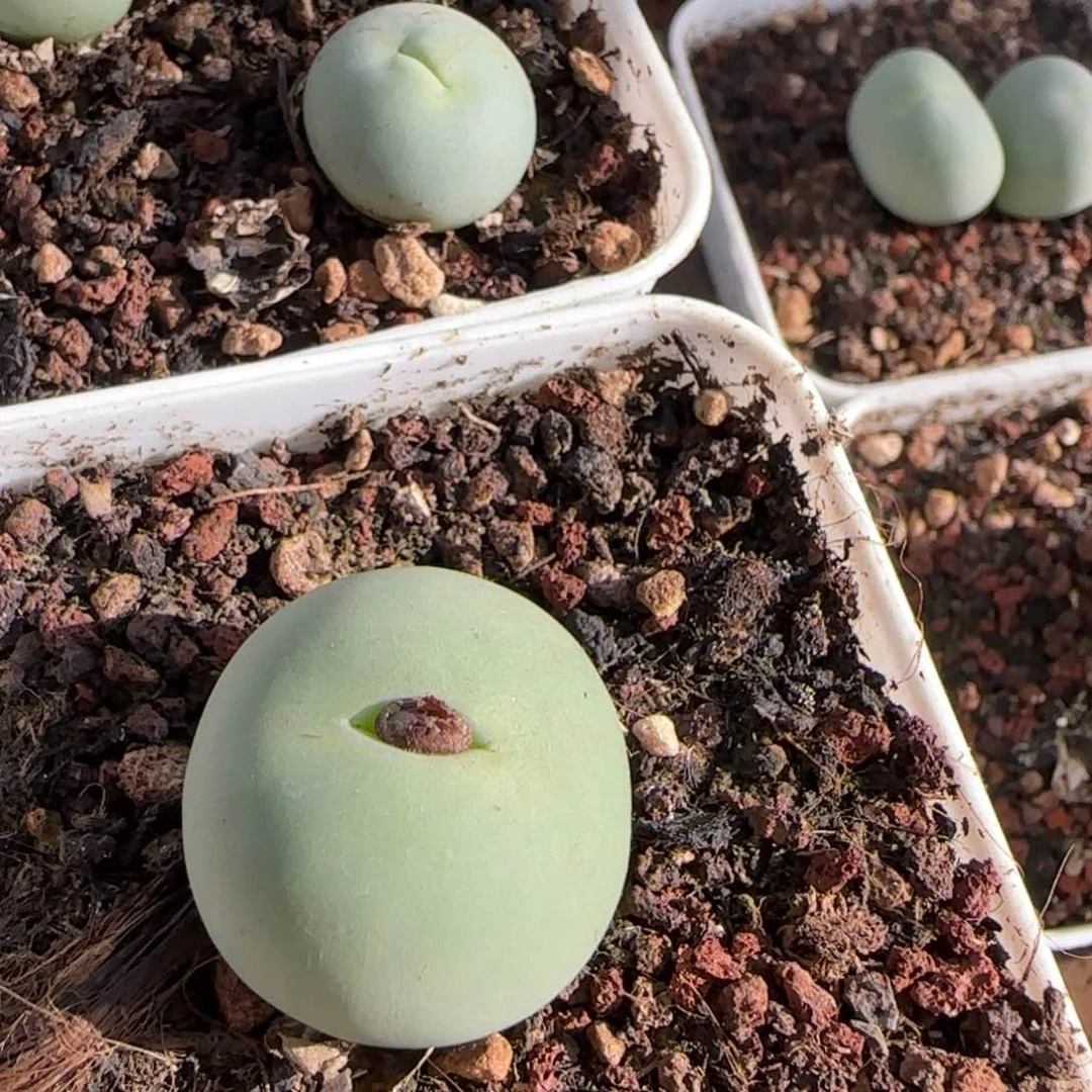 鸽子蛋2个  多肉植物