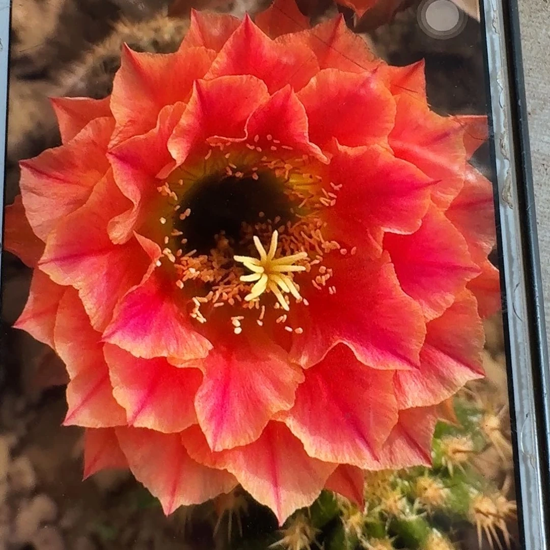 火焰超越根高8公分毛花柱