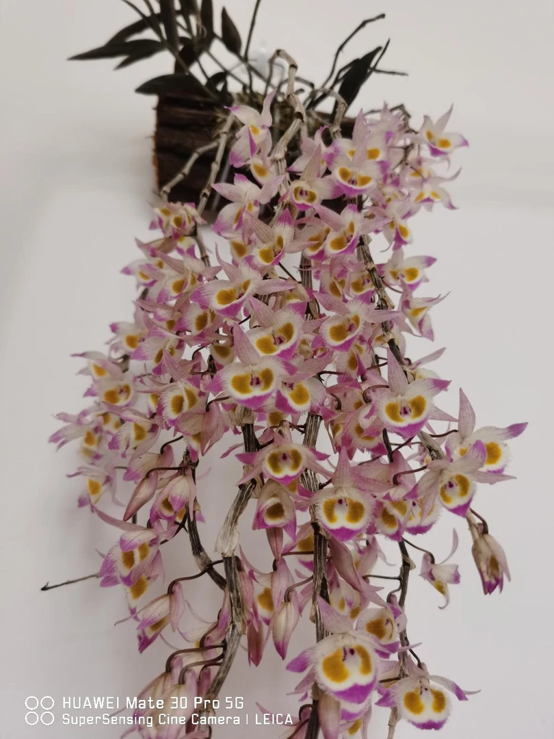 【大白精选一物一拍】云南紫皮石斛花1件包邮室内外种植花卉