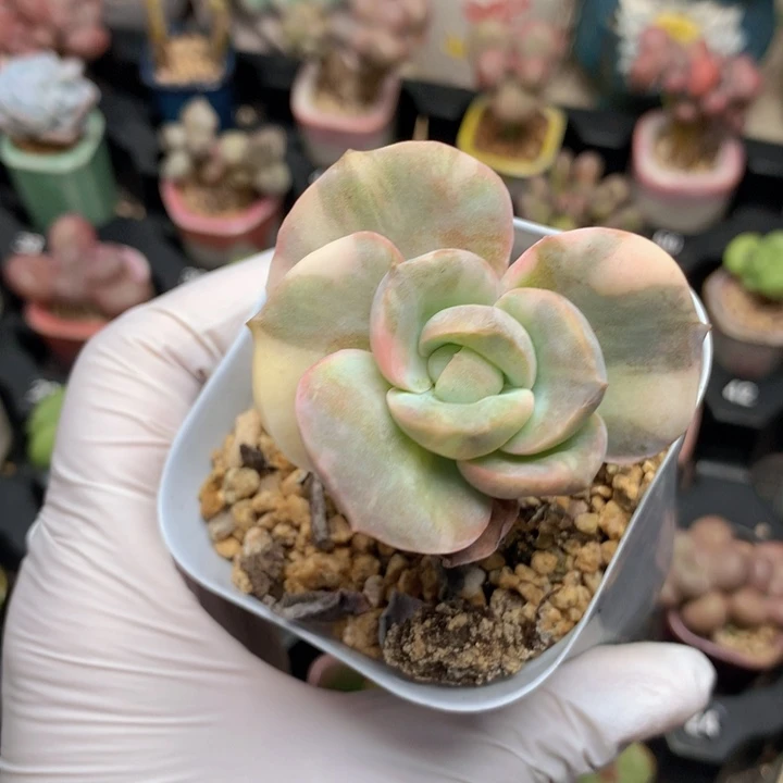 可爱玫瑰锦 大单头 木质杆