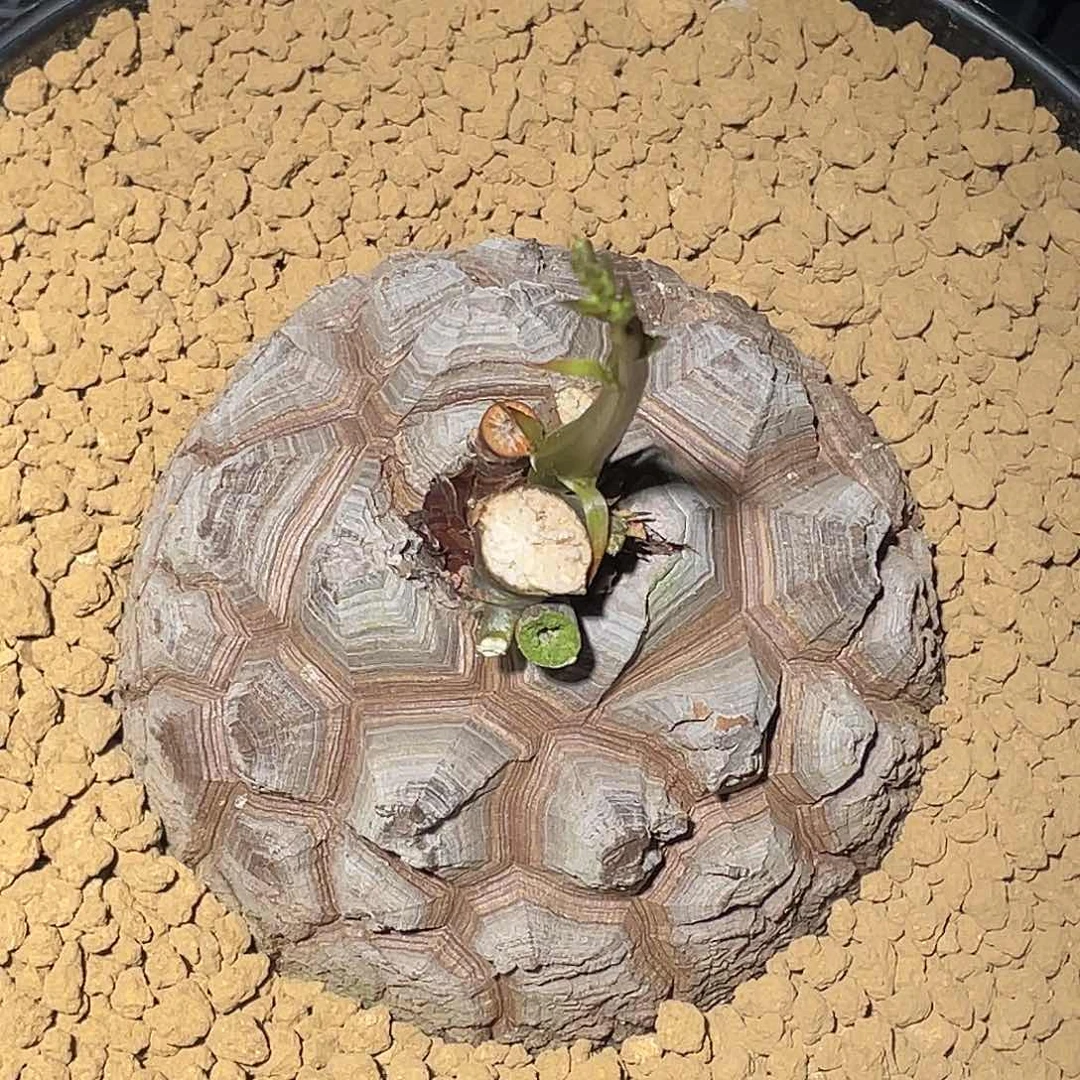 899盆栽精品剑甲龟甲龙