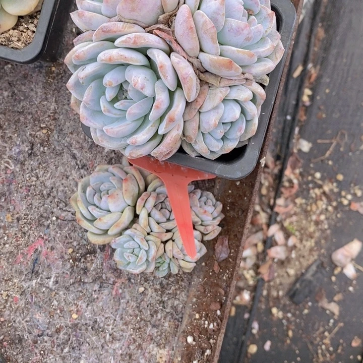 可***冰20多肉植物两颗一组