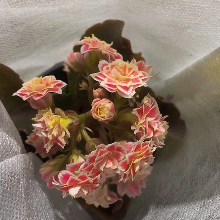 红色长寿花带盆土发