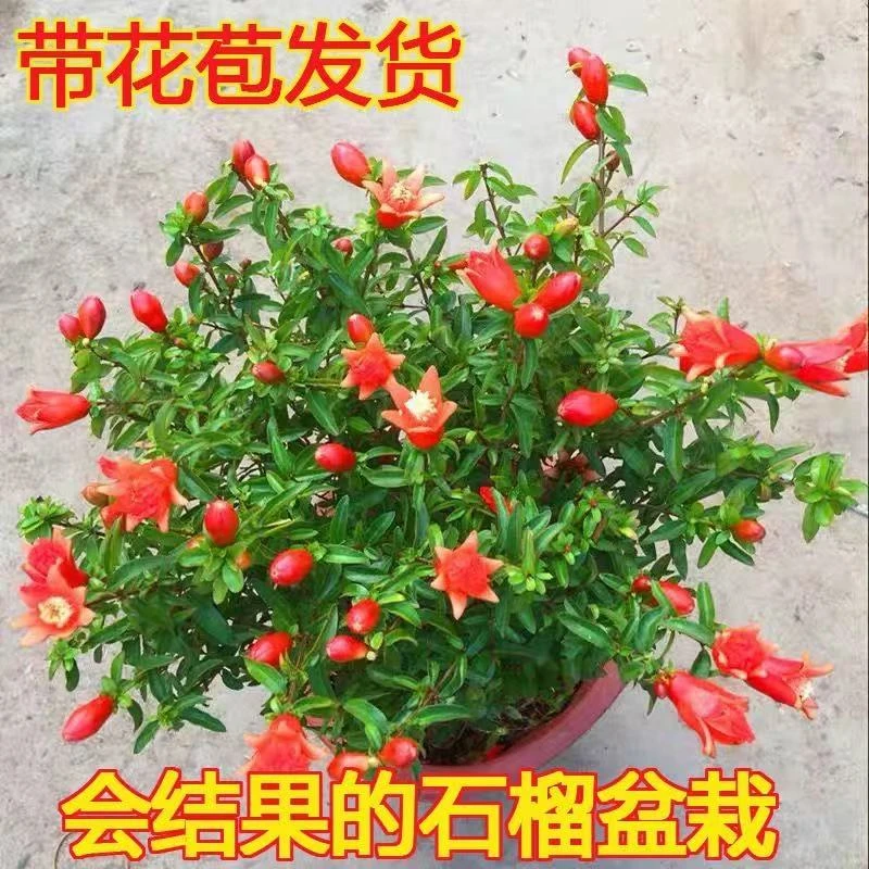 翠叶石榴苗月季石榴四季石榴盆景盆栽庭院植物石榴花观果花卉