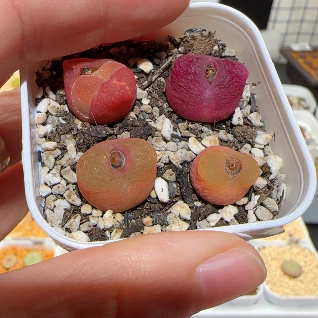 嘟*熊肉锥多肉植物百科-431