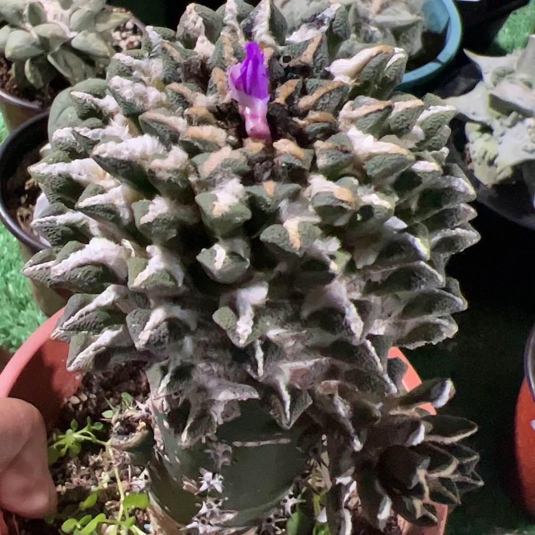 A****沫黑牡丹仙人球998