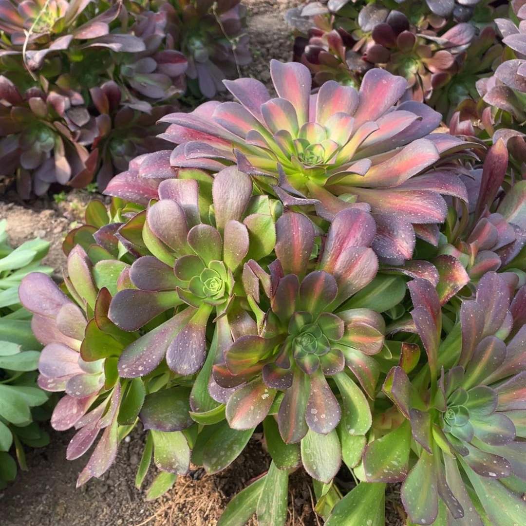 花娜多肉法师断枝不包