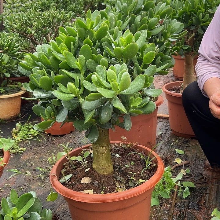 冰***水大青苹果玉树一物一拍128链接