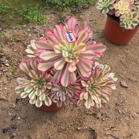 6-100红铜处理不售后多肉