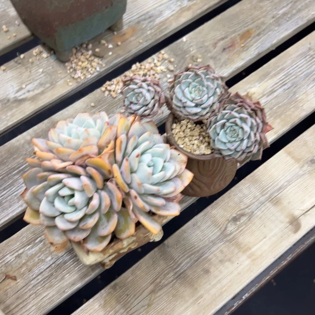 回***香两颗23 零零多肉植物