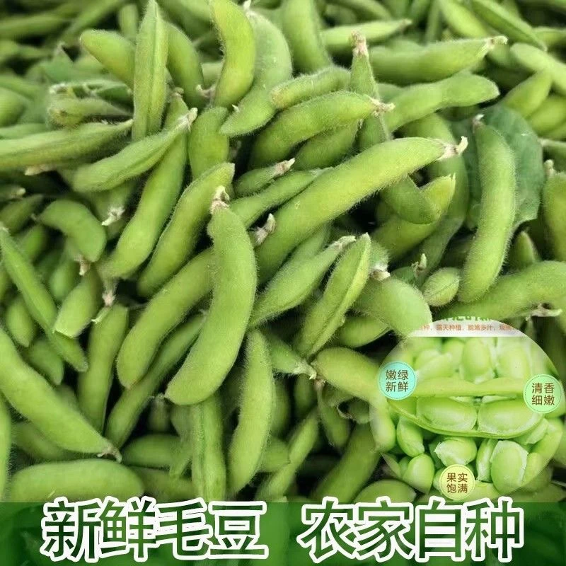 2025现摘新鲜带壳毛豆当季饱满大青豆时令毛豆角农家自种应季蔬菜