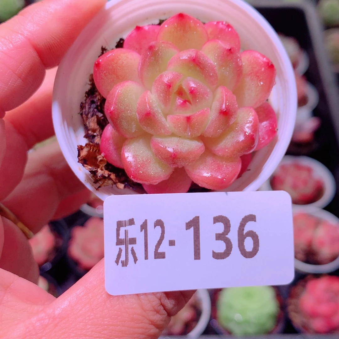 乐然12-136 新品单头