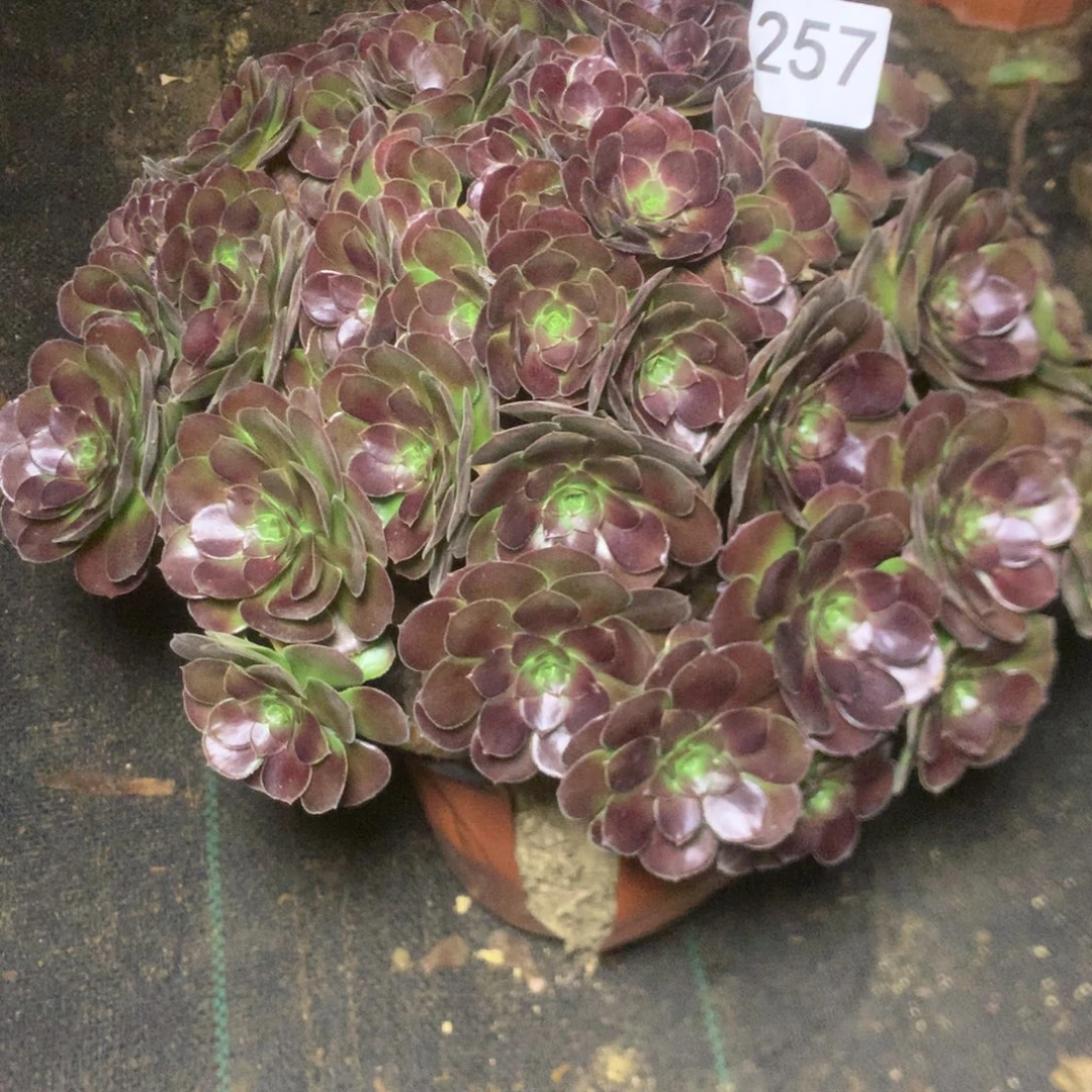 257荷兰玫瑰多肉植物