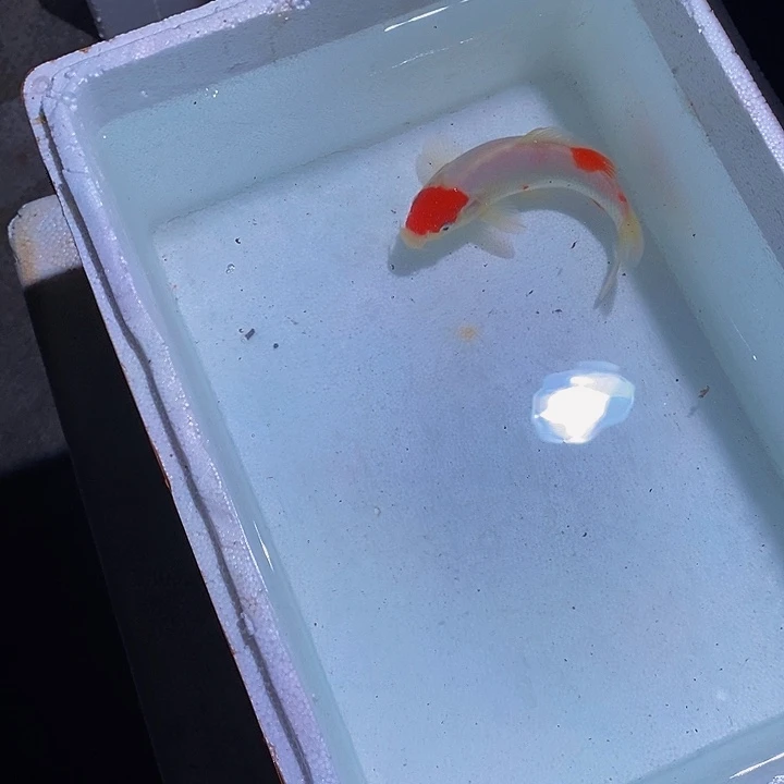 锦鲤锦鲤活鱼开箱包活