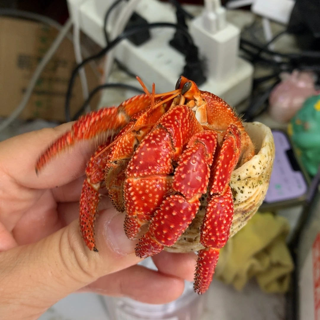 龟***咚活体出售不退不换3.4