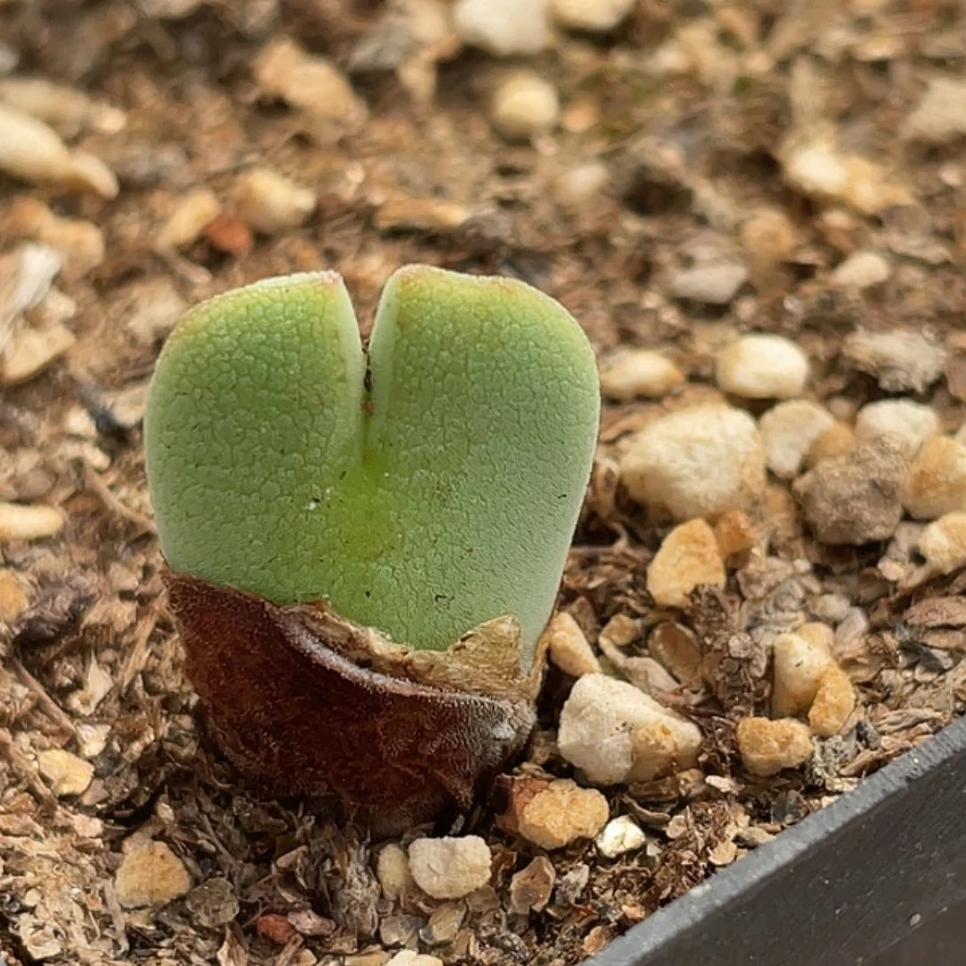 19-105毛将多肉植物