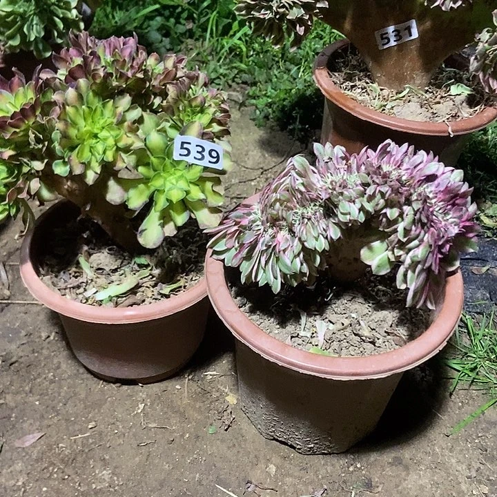 539韶华 倾城小板子缀