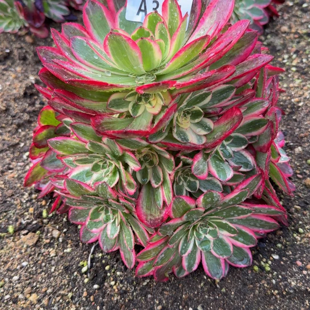 314云荷。多肉植物