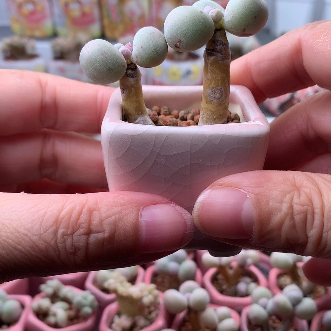 鸡蛋奶酪带盆发货