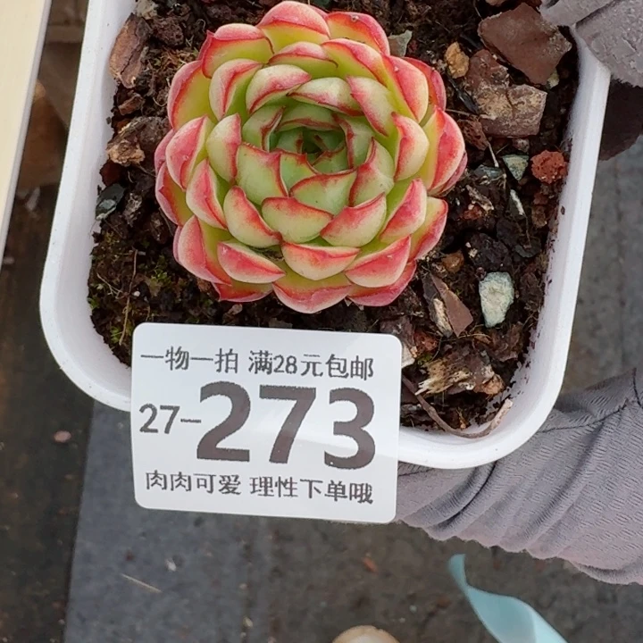 梦幻玫瑰无盆土无盆土发货无