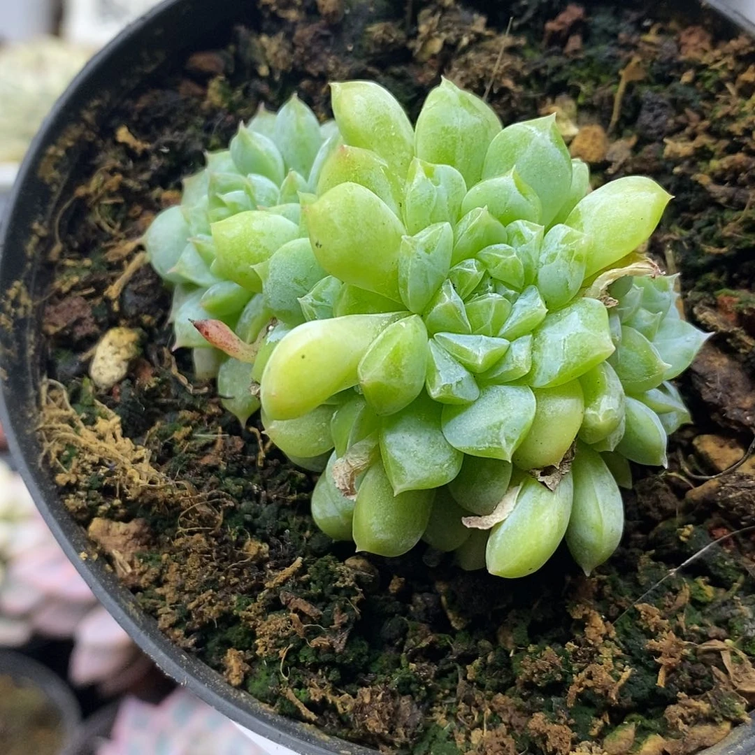 0163 不知名冰心暗纹自然群