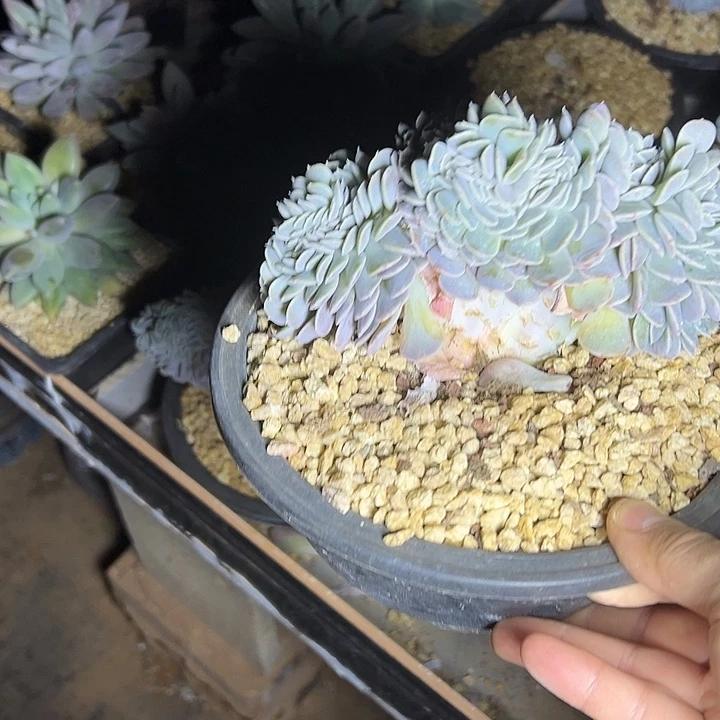 汉堡群生缀化多肉