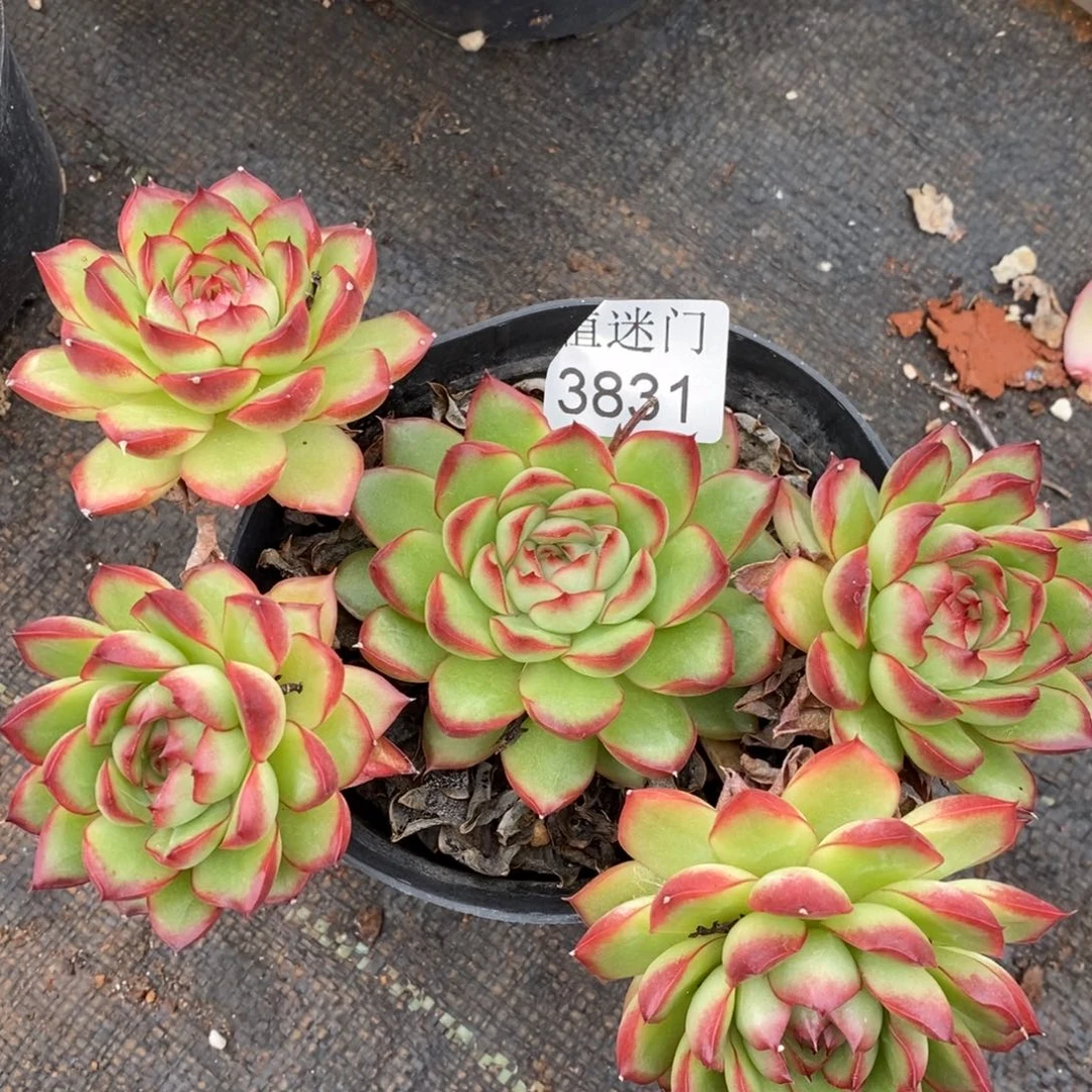 杂交精品多肉3831~15厘米