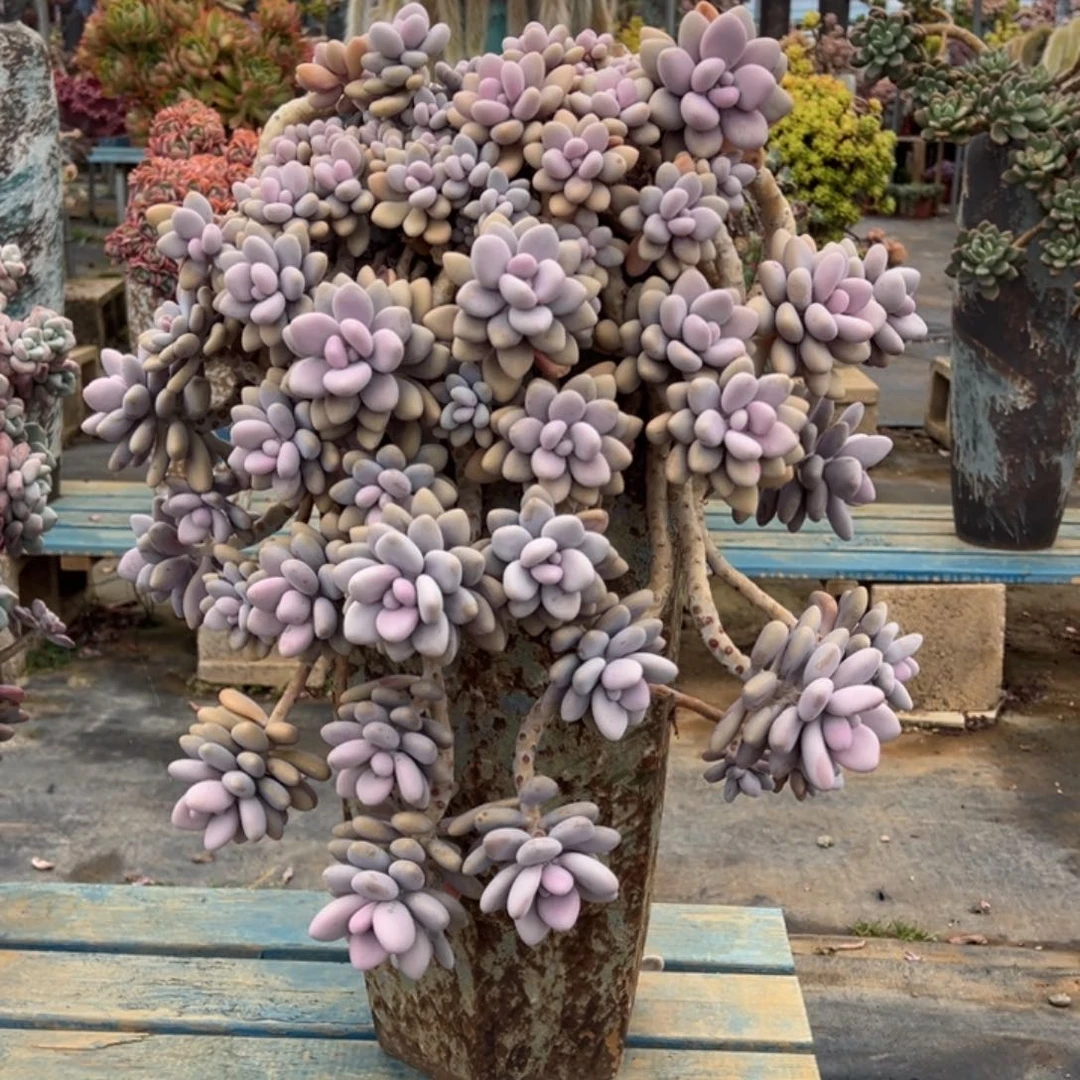 露养桃蛋加盆加物流