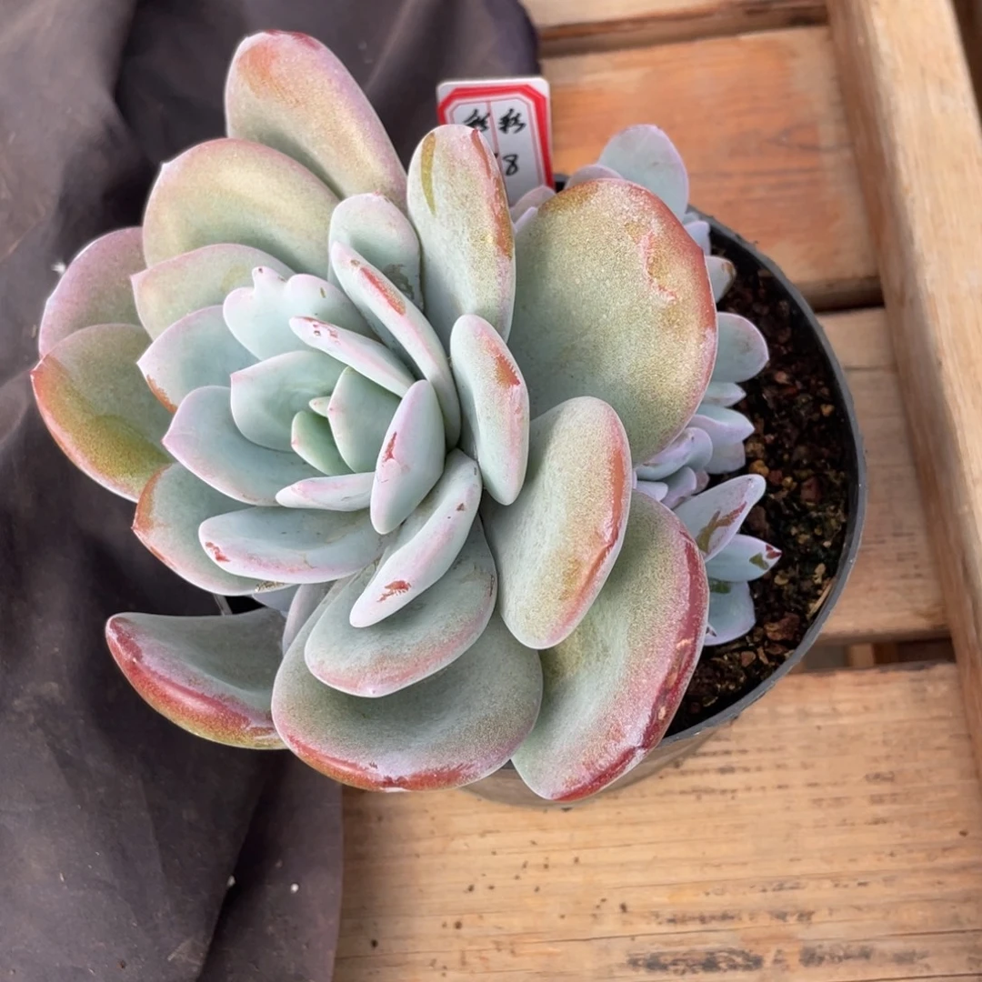 彩***彩彩彩 88。