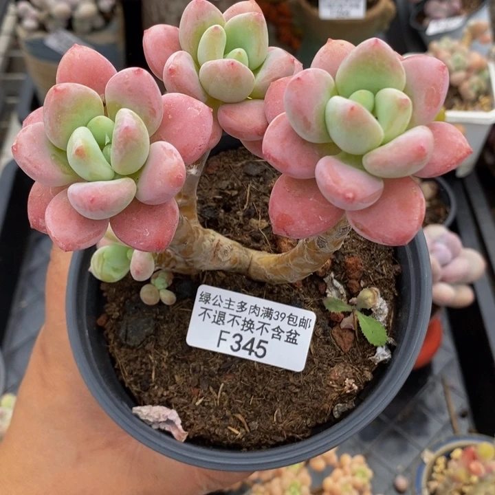 樱花洛神老桩有砍10cm345多肉植物