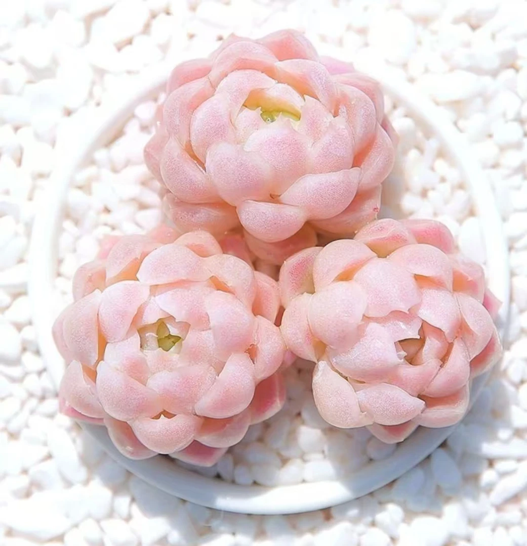 （一）直播链接    星黎园艺精控多肉   默认脱土发货