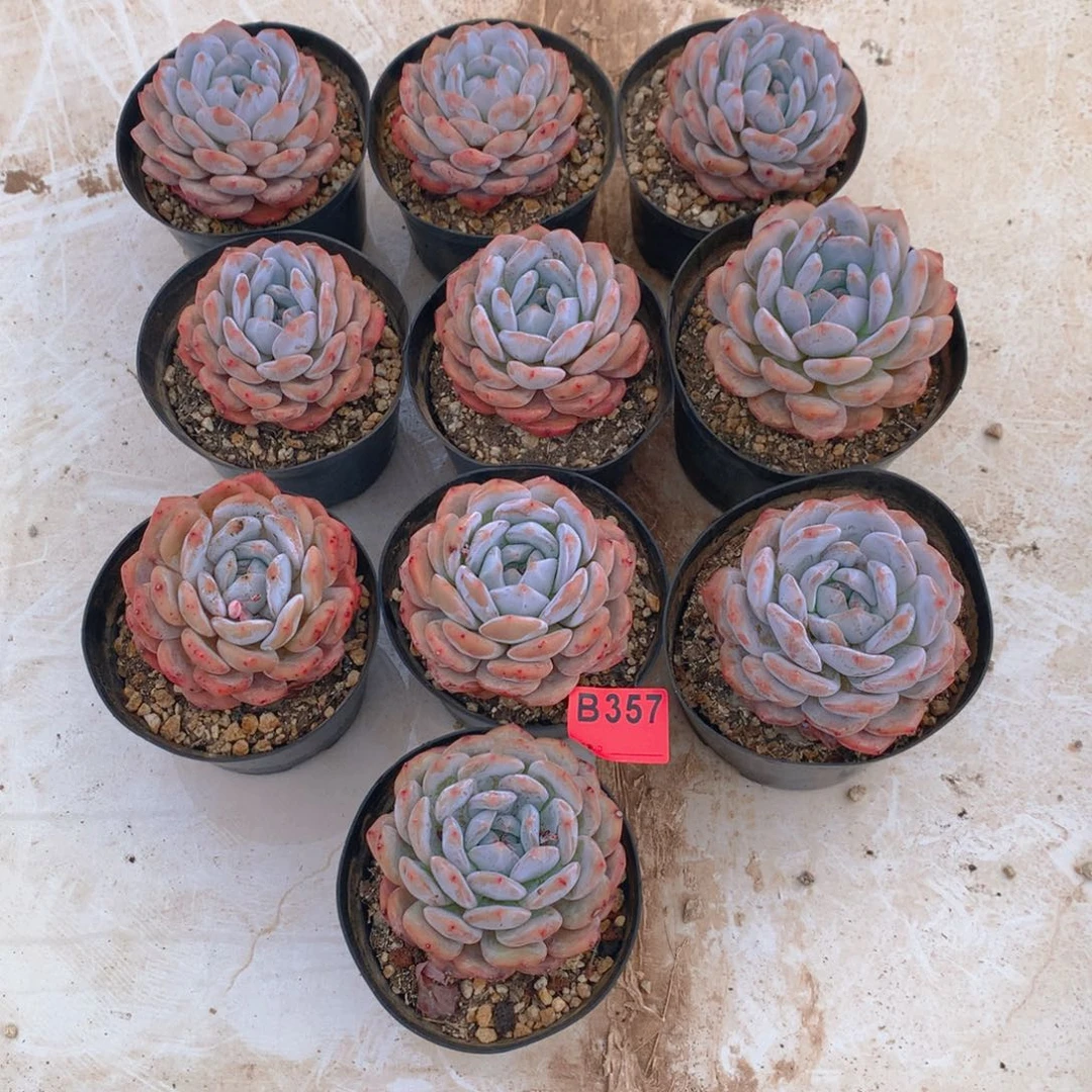 357橙子多肉植物组合