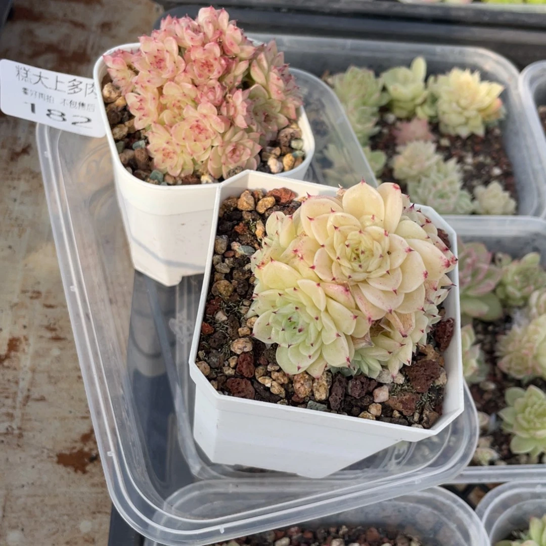 二***赵糕大上多肉植物182