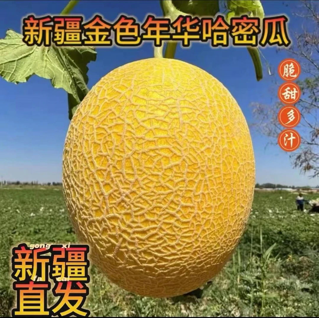 【新疆直发】金色年华哈密瓜 新疆吐鲁番哈密瓜原产地 （小6）