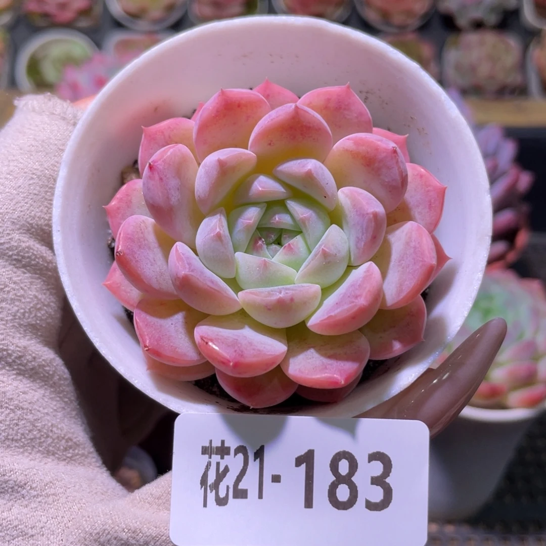 花利美21-183新品