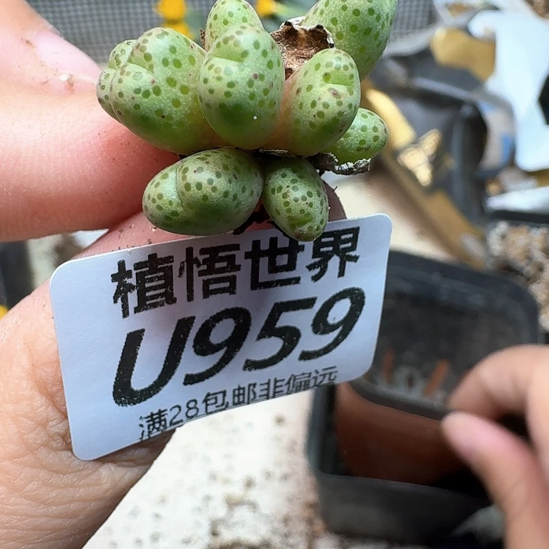 多肉植物的人生fbb