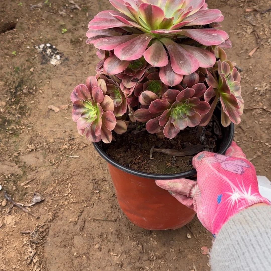 M. 697美杜莎多肉，？ce