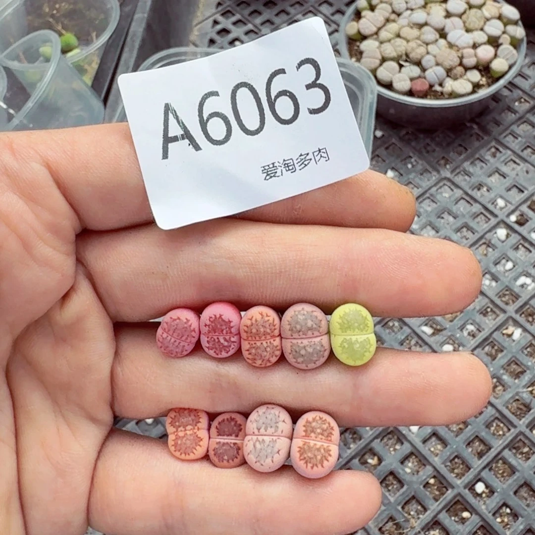6063—生石花 生石花