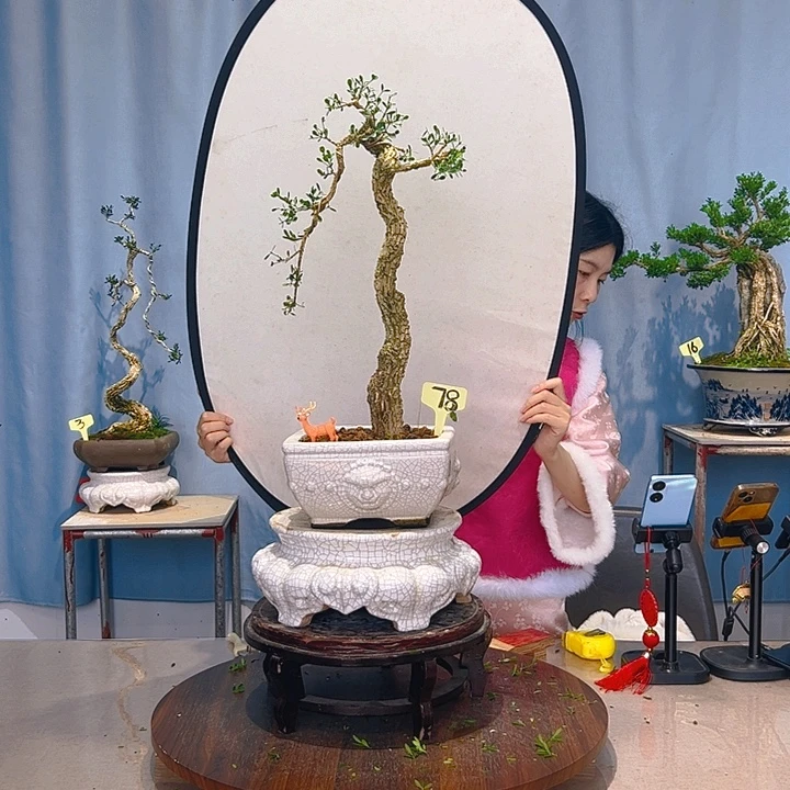 无花朵广东皱皮雀舌黄杨