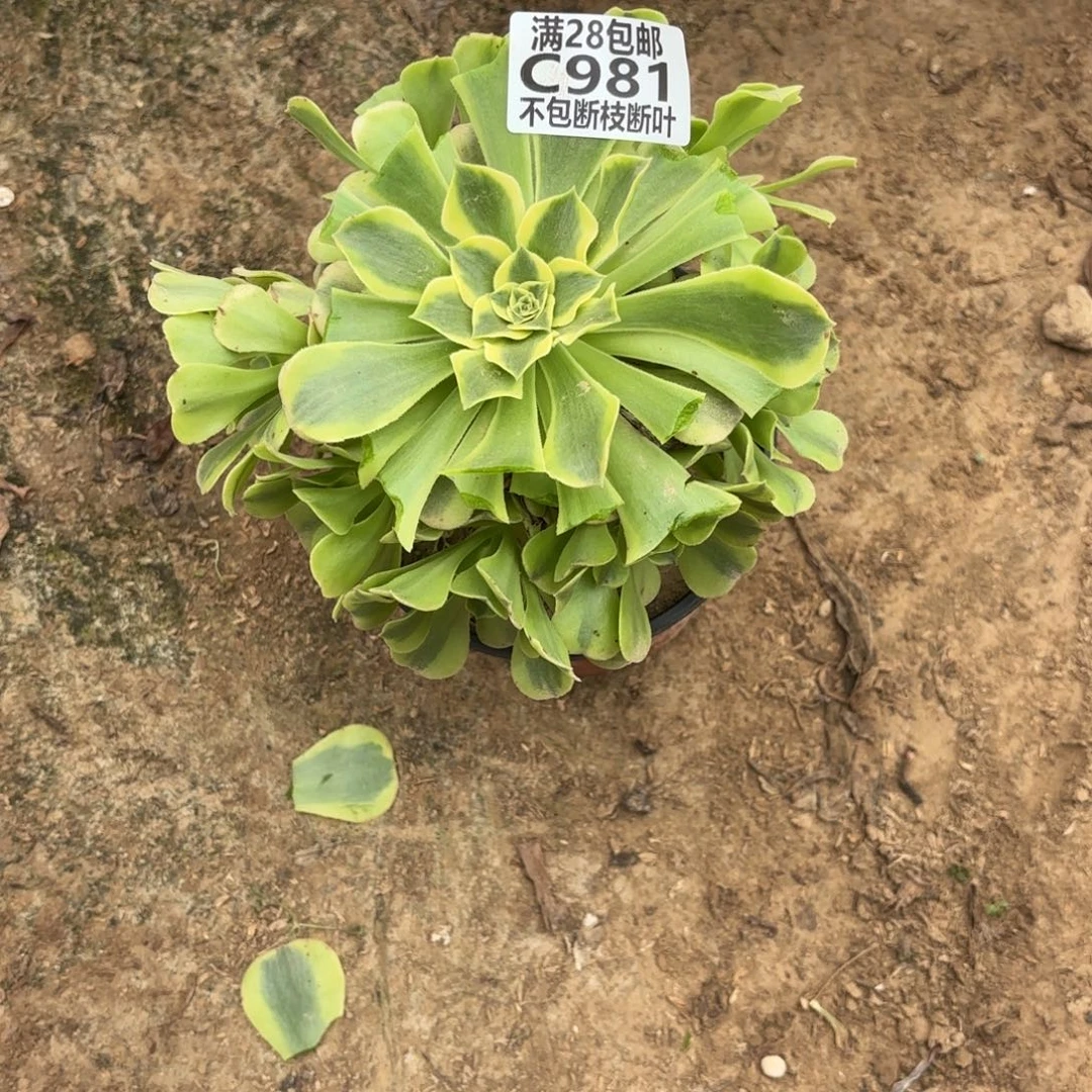 M. 981绿豆沙多肉12333