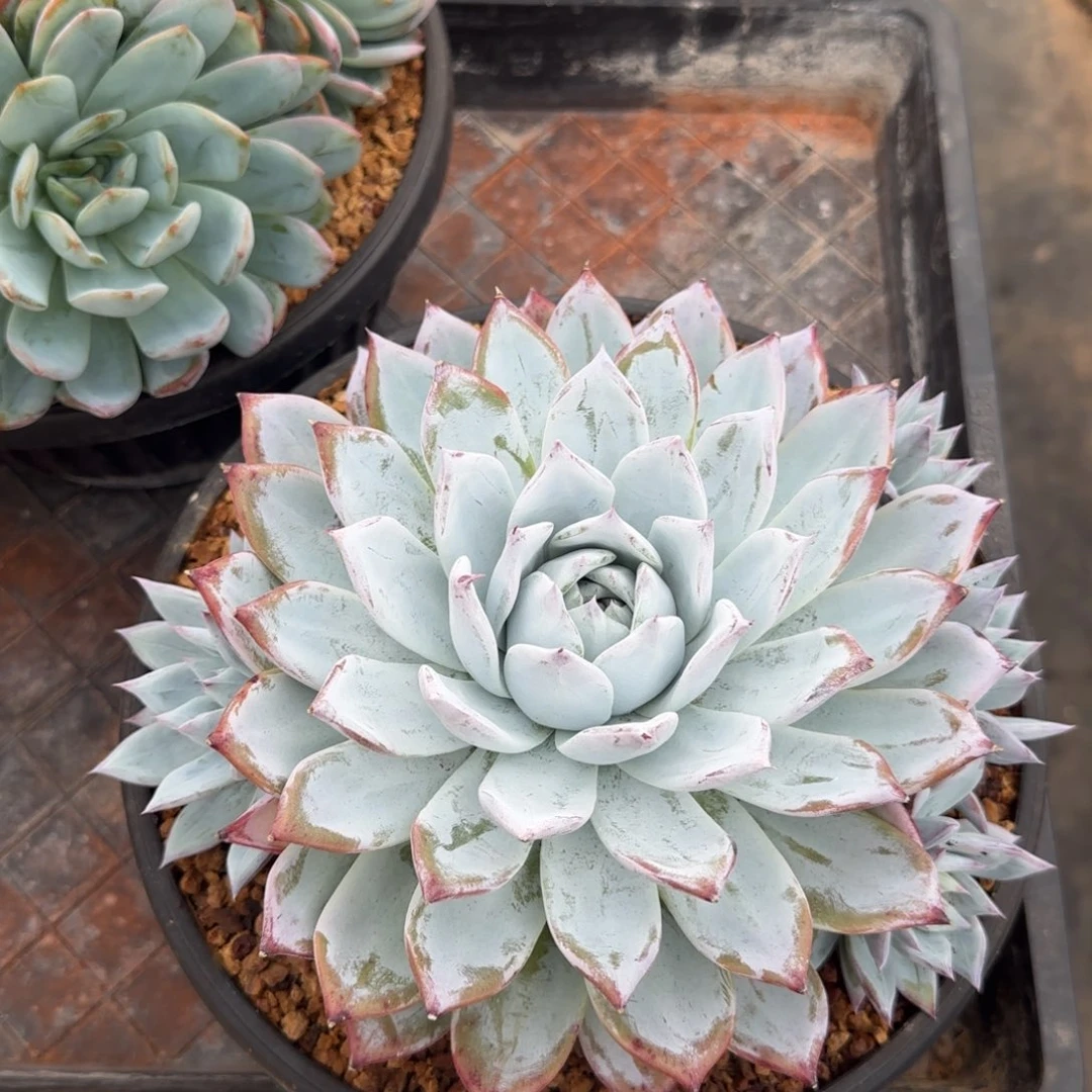 多肉植物一物一拍