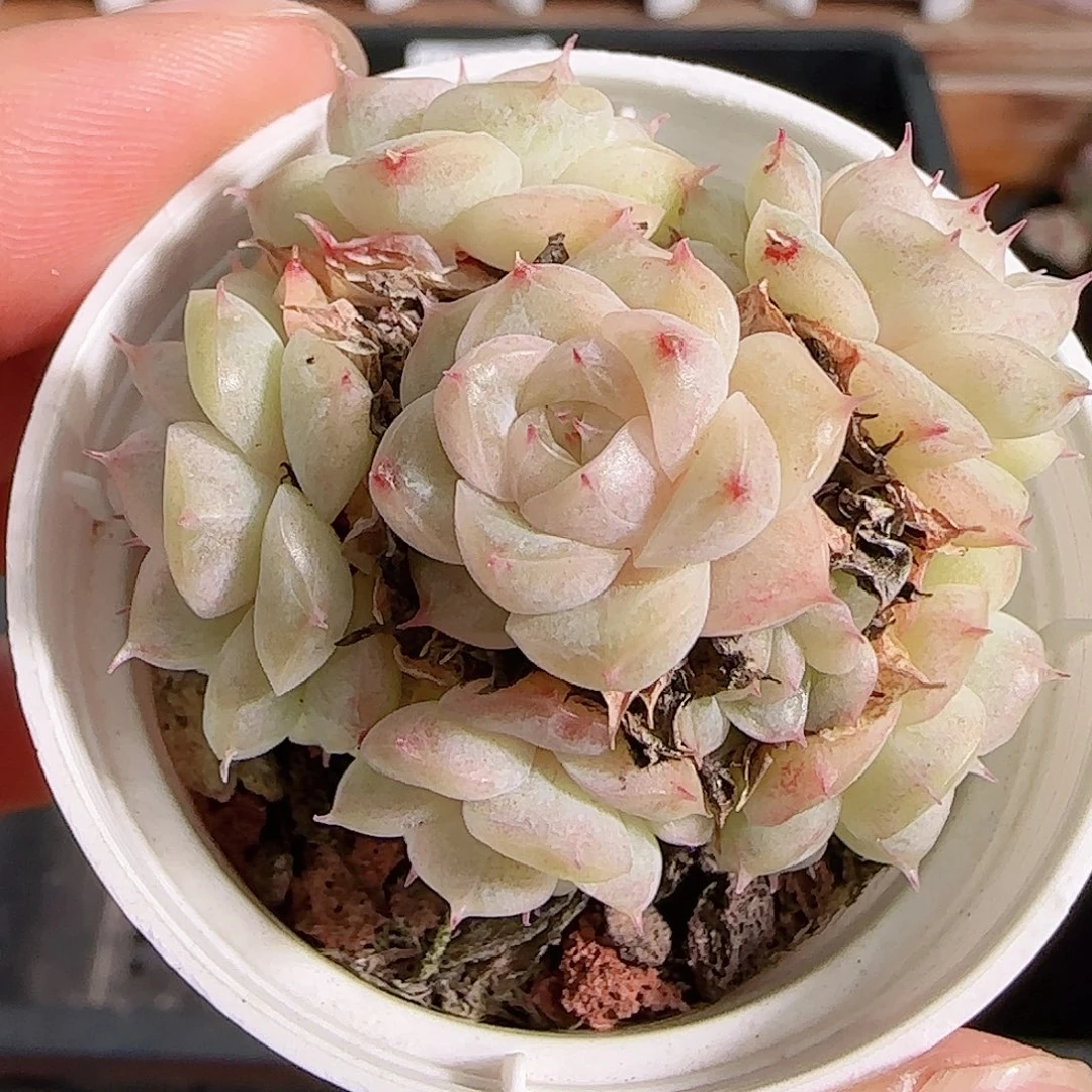 多肉1105--251麦秆